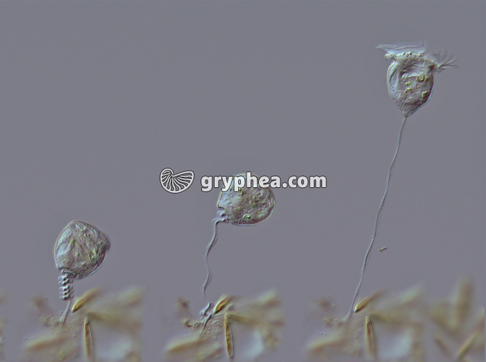 Vorticelle - 3 étapes de l'extension du pédoncule x 30 - gryphea.org